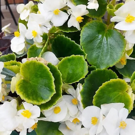 Joan בית הארחה