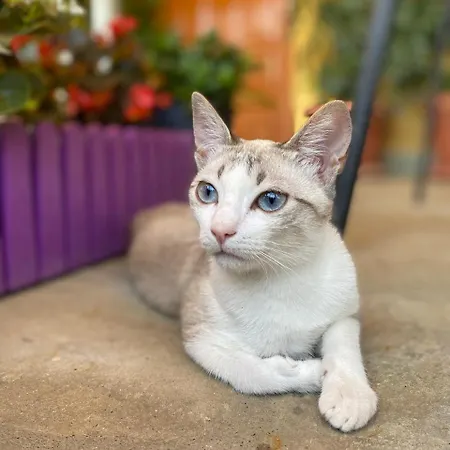 Joan בית הארחה Përmet